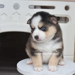 Rosalie - Gray and white female Pomsky puppy in Coos Bay, Oregon from Ocean View Pomskies