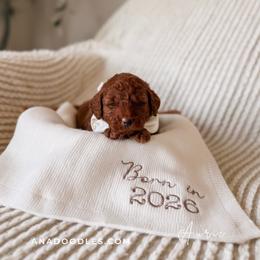 Auric - Red  male Goldendoodle puppy in Cold Spring, Minnesota from A.N.A. Doodles