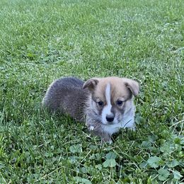 Pembroke Welsh Corgi Puppies from Prospect Corgis