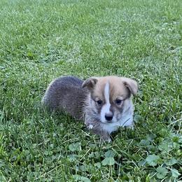 Pembroke Welsh Corgi Puppies from Prospect Corgis