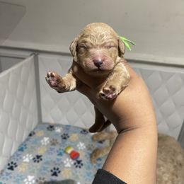 Bernedoodle and Goldendoodle Puppies from Lyon and Luna Goldendoodles Bernedoodles