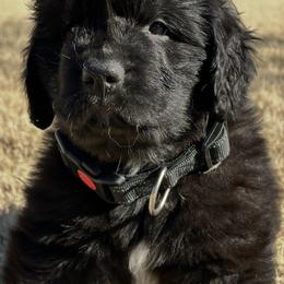 Boy 4 - AKC Registered Hunter Green - Black male Newfoundland puppy in Marshall, Missouri from Majestic Gentle Giants