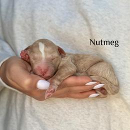 Nutmeg - Red female Bernedoodle puppy in Pennsylvania from Bells Bernedoodles