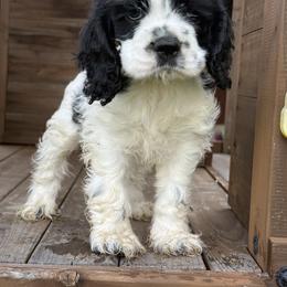 Whiskey - Black and white male Cocker Spaniel puppy in Mico, Texas from Stonegate Cocker Spaniels