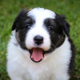 Border Collie Puppies from Element Border Collies