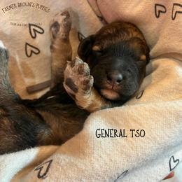 General Tso - Sable male Schnoodle puppy in Sedalia, Missouri from Farmer Brown's Puppies