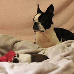 Jack - Boston Terrier