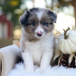 Wilder - Blue merle male Border Collie puppy in Conway, Missouri from 2J 2K Border Collies | Maremma Sheepdogs