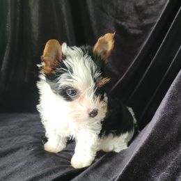 Sergeant.Sergeant. - Parti male Yorkshire Terrier puppy in Buda, Texas from BIOLA'S YORKIES