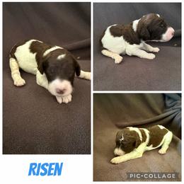 Risen - Parti male Poodle puppy in Piqua, Kansas from Legacy Farms Standard Poodles