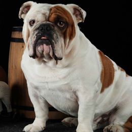Bulldogs from Zen Bulldogs