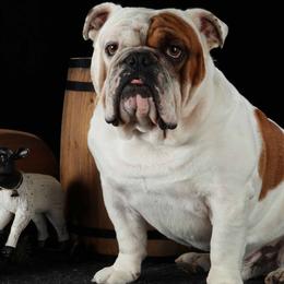 Bulldogs from Zen Bulldogs