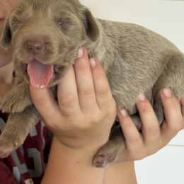 Silver girl 2 - female Long Haired Weimaraner puppy in Lancaster, Kentucky from Heavy Hollow Farm