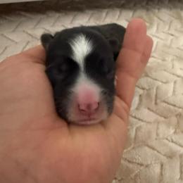 Baxter - Black and white male American Corgi puppy in Decatur, Texas from Bar S Corgis