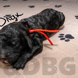 Bernedoodle, Goldendoodle, and Poodle Puppies from Poodles and Doodles By Grace