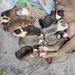 Boy 2 - Black brindle and white male Boston Terrier puppy in Sulphur Springs, Texas from B&B Bostons