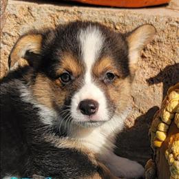 Turquoise bandana boy - Black and tan male Pembroke Welsh Corgi puppy in Cherokee, Oklahoma from MCS Farms-OK
