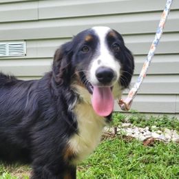 Oliver - Miniature Australian Shepherd