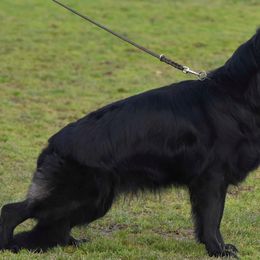 Meeko - German Shepherd