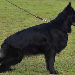 Meeko - German Shepherd