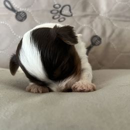 Yorkshire Terrier Puppies from Behrens_Beauties