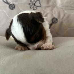Yorkshire Terrier Puppies from Behrens_Beauties