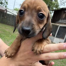 Winnie - Red female Dachshund puppy in Texarkana, Arkansas from Cadie Bounds