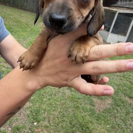 Winnie - Red female Dachshund puppy in Texarkana, Arkansas from Cadie Bounds