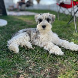 Miniature Schnauzer Puppies from PartiLife Miniature Schnauzers