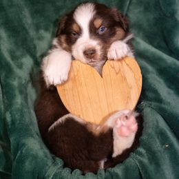 Australian Shepherd Puppies from Carolina Aussies