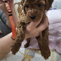 Girl 2 orange - Poodle puppy from Sondra's Miniature Poodles