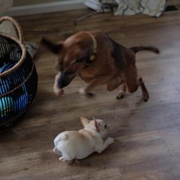 French Bulldog Puppies from Short Leg Frenchies