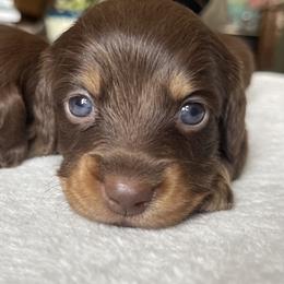 Bo-Ann - Chocolate female Dachshund puppy in Jackson, Tennessee from Cashmere Crown Mini Dachshunds