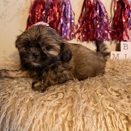 Gold girl - Gold female Shih Tzu puppy in Hibbing, Minnesota from Iron Range Shih Tzu and Puppies