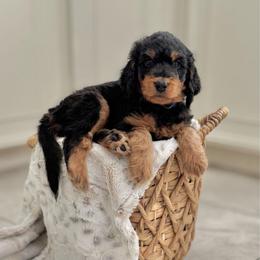 Grumpy Bear- Blue Collar - Phantom male Goldendoodle puppy in Bay City, Texas from Charming Doods Goldendoodles