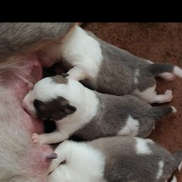 Border Collie Puppies from Lone Wolf Ranch