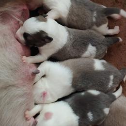 Border Collie Puppies from Lone Wolf Ranch