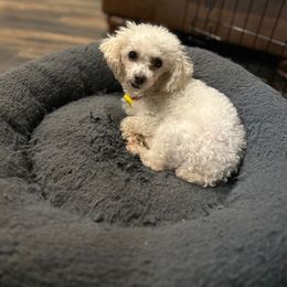 Ivory - Poodle