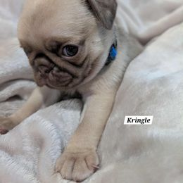 Kringle - Fawn male Pug puppy in Hartsville, South Carolina from PearlsPlayhousePugs