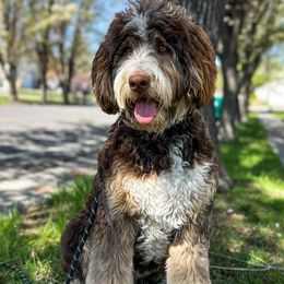 daisy - Bernedoodle