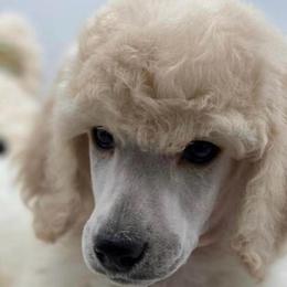 Poodle puppies from My Pride Poodles & Japanese Chins