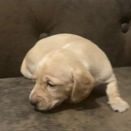 Cream female  might be smooth or longhair - Cream female Dachshund puppy in Bethany, Connecticut from Mardox Dachshunds
