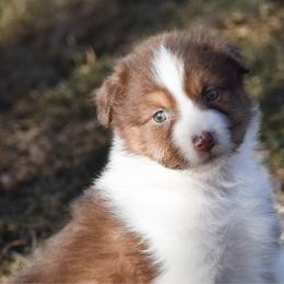 Georgia - Red tri-color female Australian Shepherd puppy in Easton, Missouri from MMA Kennel