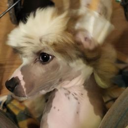 Chinese Crested Puppies from Zion"s Chinese Cresteds