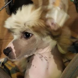 Chinese Crested Puppies from Zion"s Chinese Cresteds
