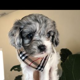 Cavalier King Charles Spaniel and Cavapoo Puppies from VITPOM PUPPIES