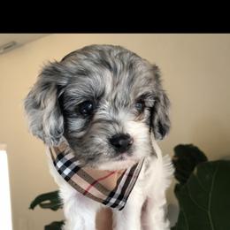 Cavalier King Charles Spaniel and Cavapoo Puppies from VITPOM PUPPIES