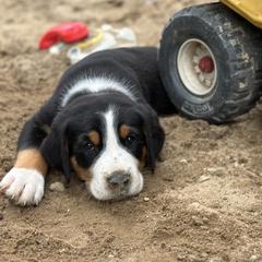 Arlo- Green - Black, white and red male Greater Swiss Mountain Dog puppy in Honey Brook, Pennsylvania from Sweet Stream Swissies