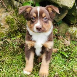 Louie - Red tri male Miniature Australian Shepherd puppy in Sandown, New Hampshire from Ashby Lou Aussies