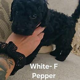 White Collar - Black female Cockapoo puppy in Paducah, Kentucky from Cockapoos -N- Poodles of Western Kentucky